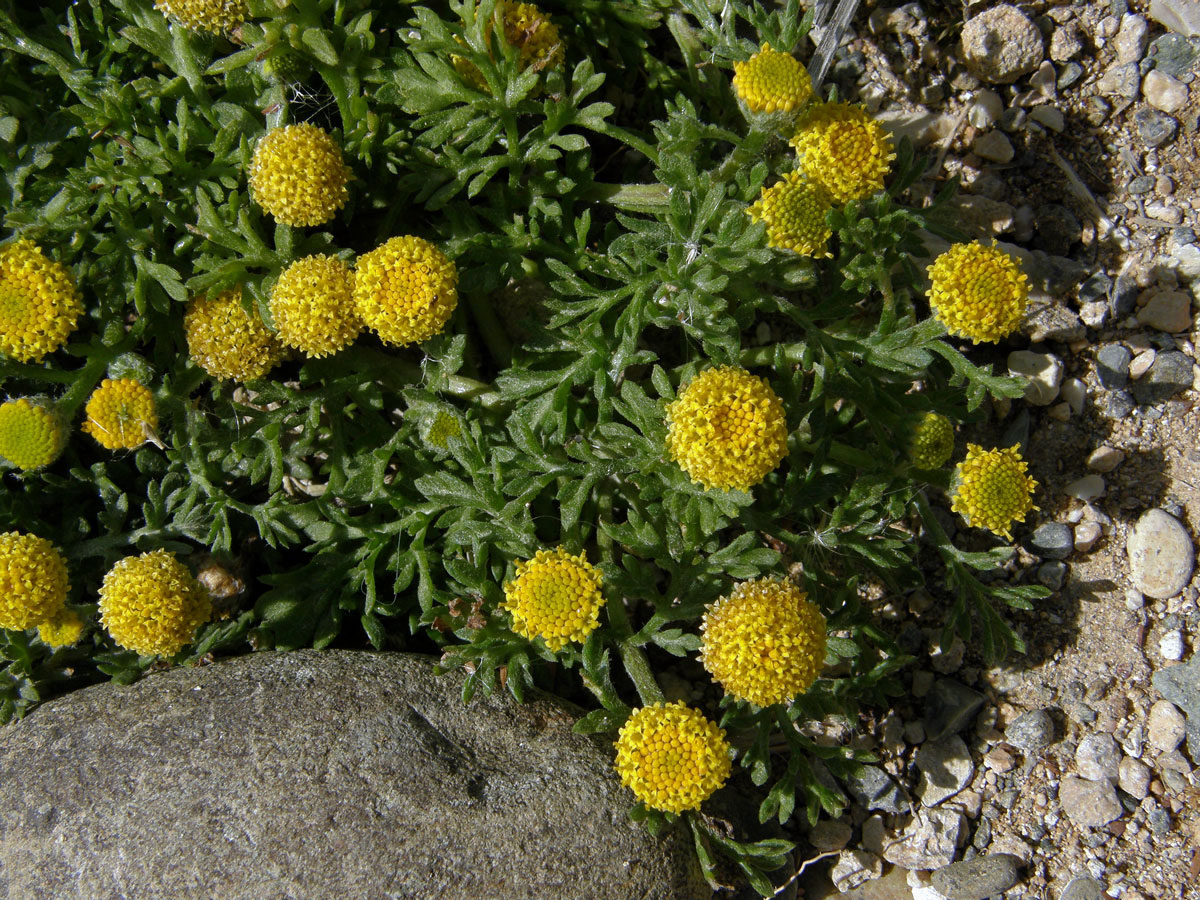 Rmen tuhý (Anthemis rigida (Sibth. et Sm.) Boiss. ex Heldr.)