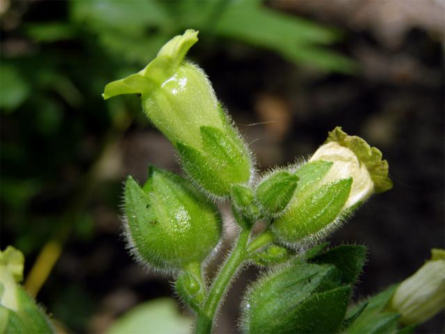 Tabák selský (Nicotiana rustica L.)