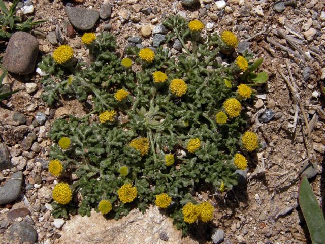 Rmen tuhý (Anthemis rigida (Sibth. et Sm.) Boiss. ex Heldr.)