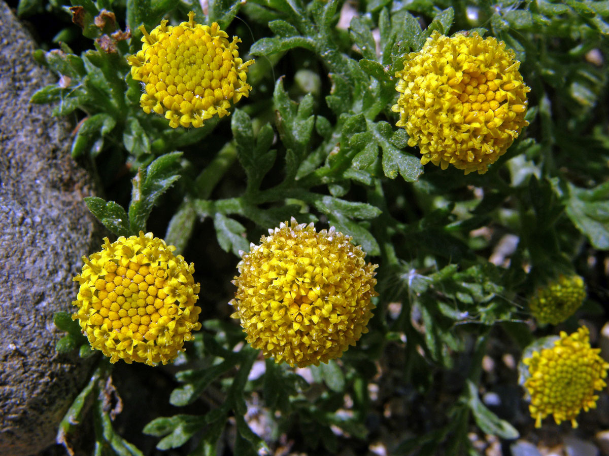 Rmen tuhý (Anthemis rigida (Sibth. et Sm.) Boiss. ex Heldr.)