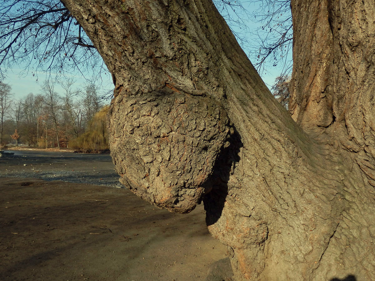 Lípa velkolistá (Tilia platyphyllos Scop.) (7b) s nádorem na kmen