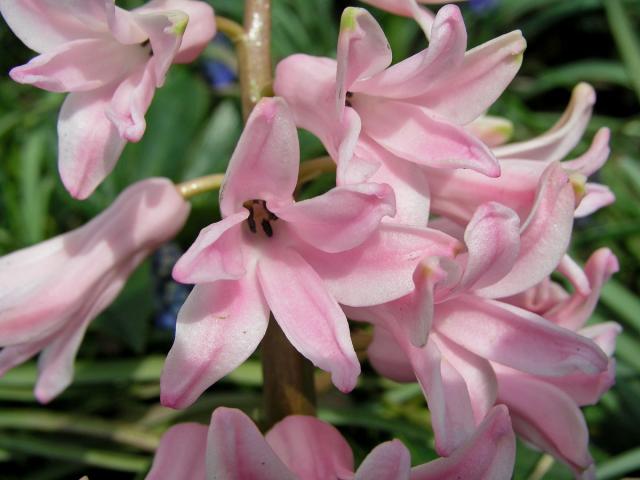 Hyacint východní (Hyacinthus orientalis L.)