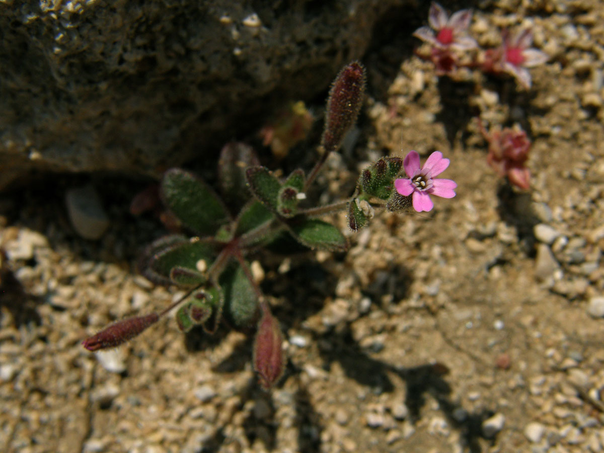 Silenka (Silene sedoides Poir.)