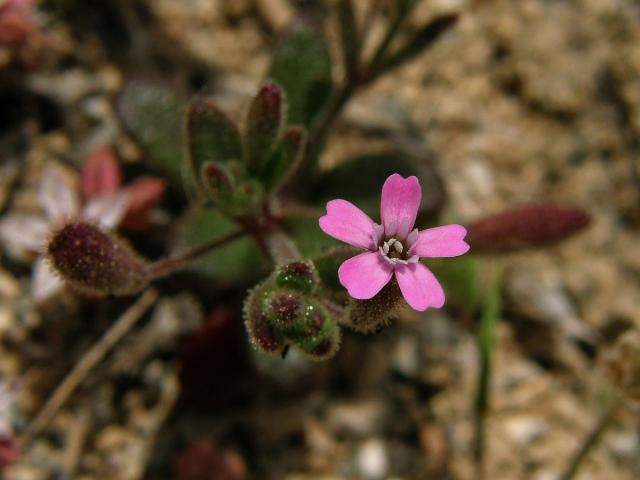 Silenka (Silene sedoides Poir.)