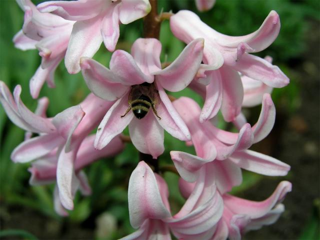 Hyacint východní (Hyacinthus orientalis L.)