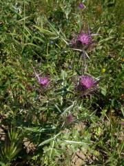 Notobasis syriaca (L.) Cass.