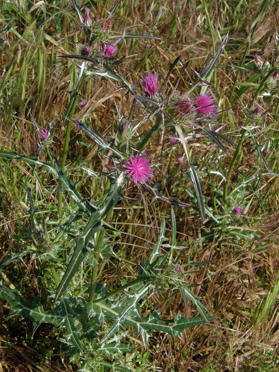 Notobasis syriaca (L.) Cass.