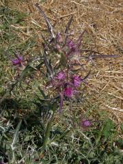 Notobasis syriaca (L.) Cass.