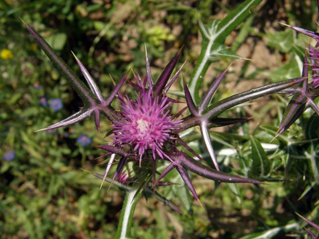 Notobasis syriaca (L.) Cass.