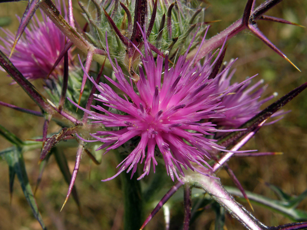 Notobasis syriaca (L.) Cass.