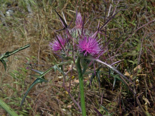 Notobasis syriaca (L.) Cass.