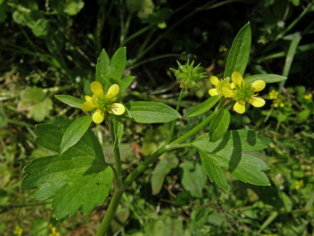 Pryskyřník měkkoostenný (Ranunculus muricatus L.)