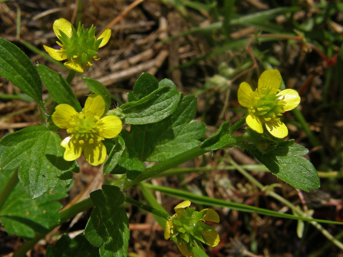 Pryskyřník měkkoostenný (Ranunculus muricatus L.)