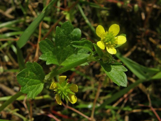 Pryskyřník měkkoostenný (Ranunculus muricatus L.)