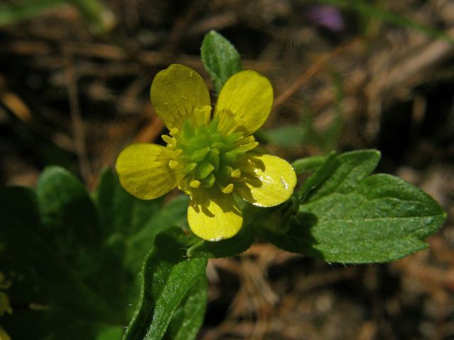 Pryskyřník měkkoostenný (Ranunculus muricatus L.)