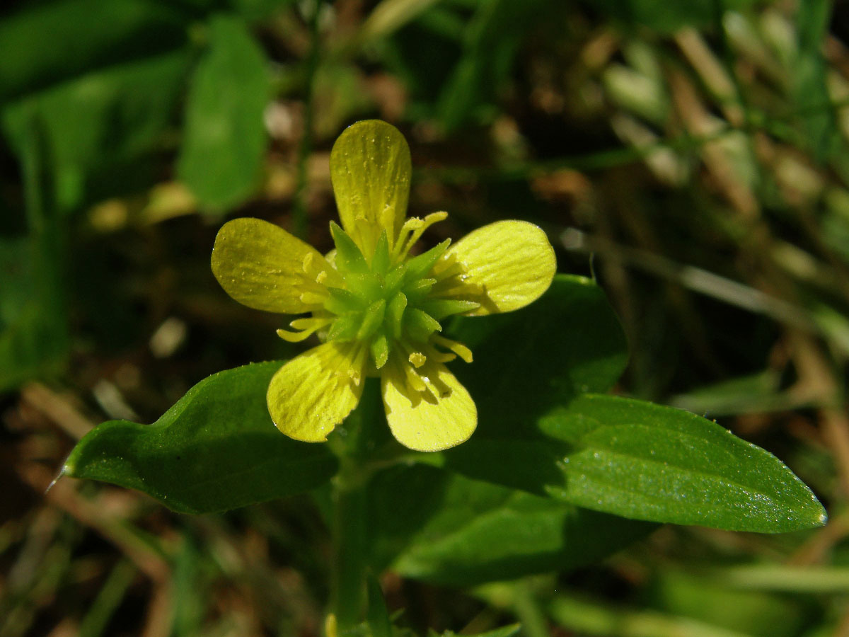 Pryskyřník měkkoostenný (Ranunculus muricatus L.)