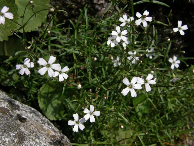 Silenečka čtyřzubá (Silene pusilla Waldt. ex Kit.)