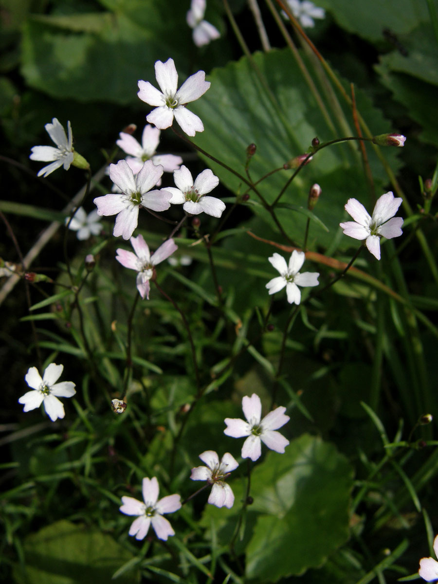 Silenečka čtyřzubá (Silene pusilla Waldt. ex Kit.)