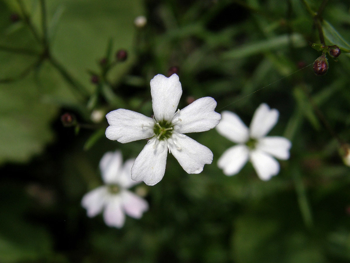 Silenečka čtyřzubá (Silene pusilla Waldt. ex Kit.)