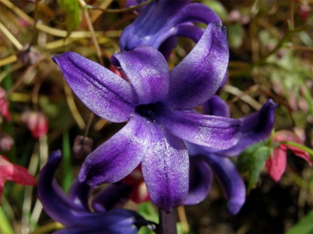 Hyacint východní (Hyacinthus orientalis L.)