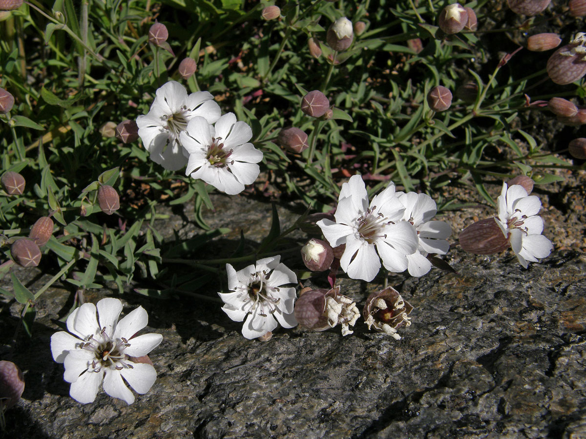 Silenka (Silene uniflora Roth.)