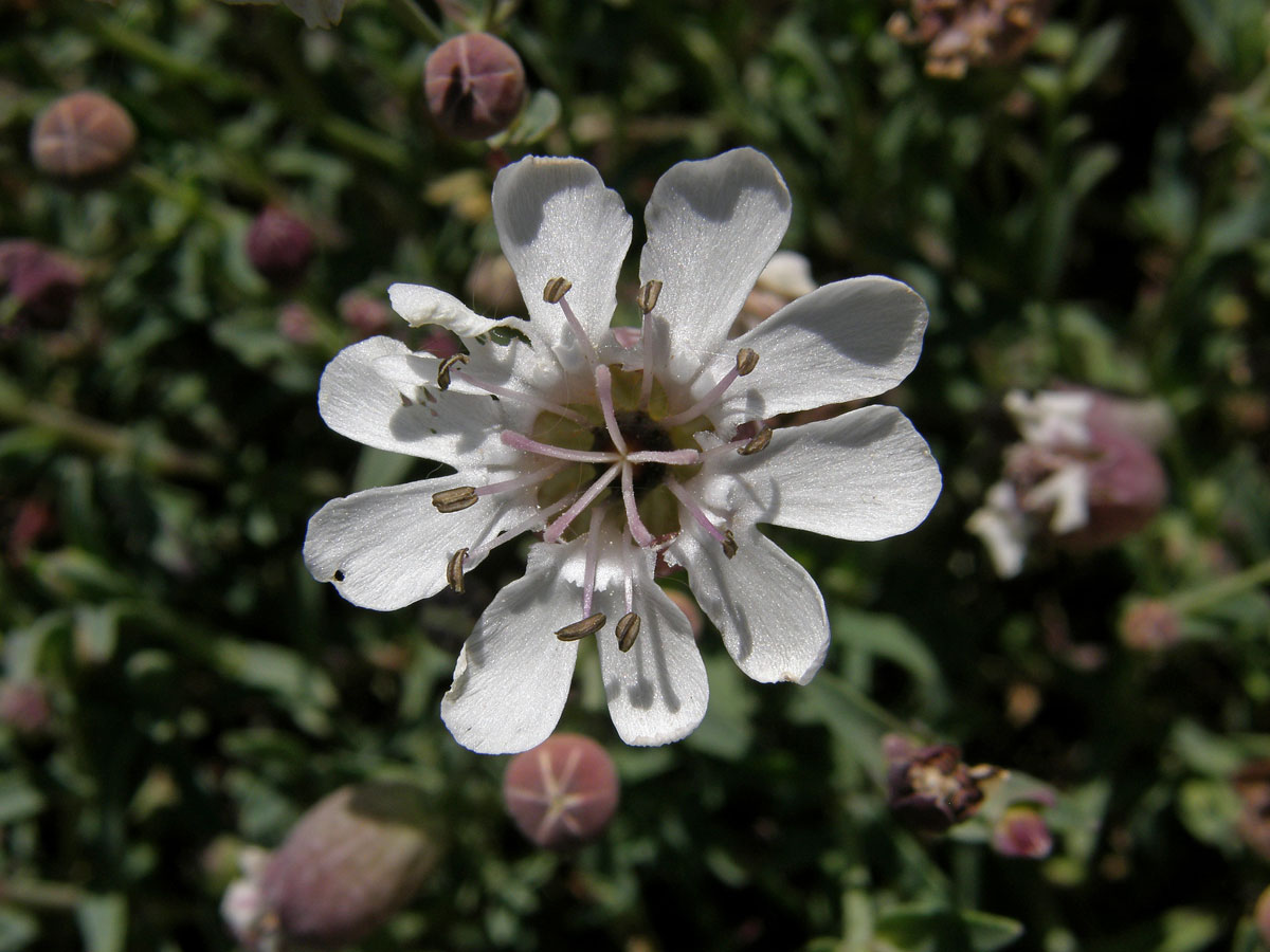 Silenka (Silene uniflora Roth.)