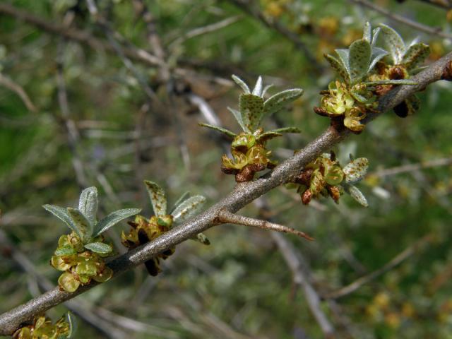 Rakytník řešetlákovitý (Hippophae rhamnoides L.)