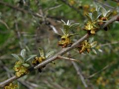 Rakytník řešetlákovitý (Hippophae rhamnoides L.)