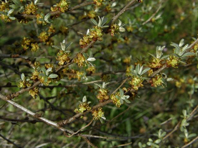 Rakytník řešetlákovitý (Hippophae rhamnoides L.)