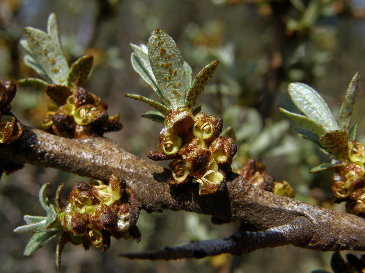 Rakytník řešetlákovitý (Hippophae rhamnoides L.)