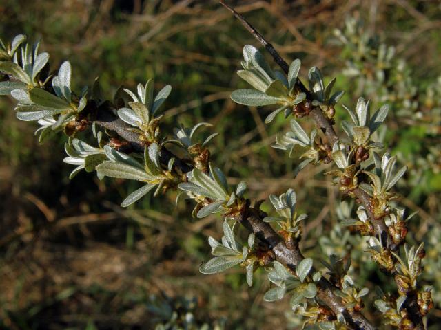 Rakytník řešetlákovitý (Hippophae rhamnoides L.)