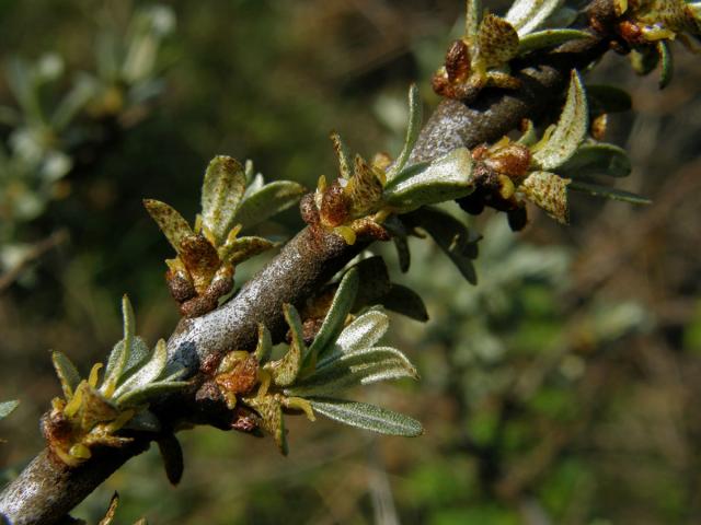 Rakytník řešetlákovitý (Hippophae rhamnoides L.)