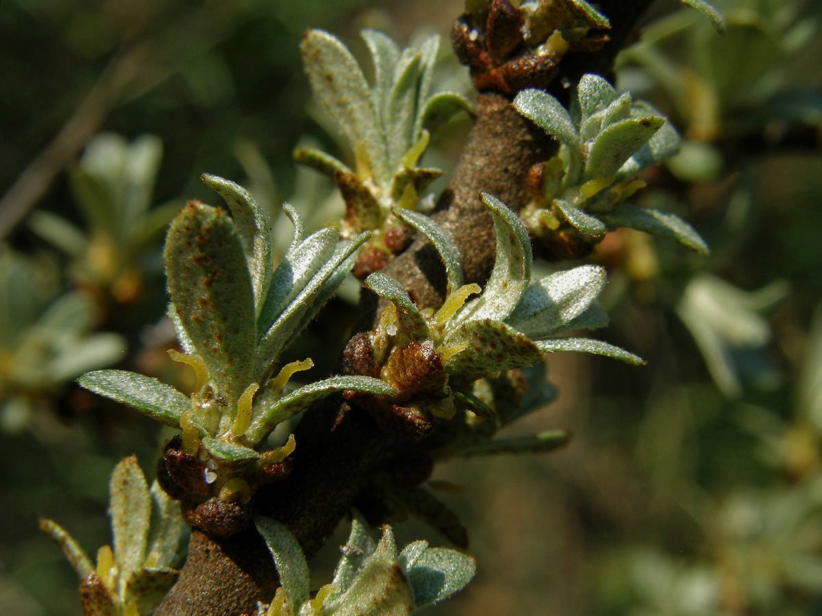 Rakytník řešetlákovitý (Hippophae rhamnoides L.)