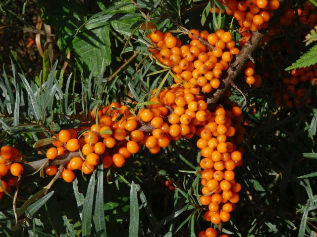 Rakytník řešetlákovitý (Hippophae rhamnoides L.)