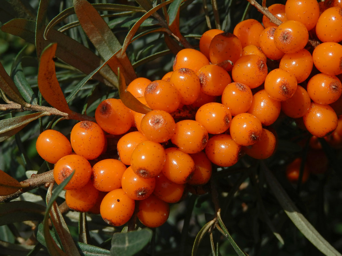 Rakytník řešetlákovitý (Hippophae rhamnoides L.)