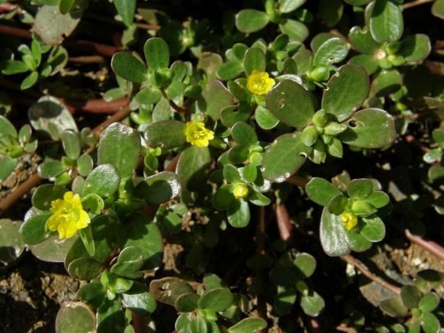 Šrucha zelná (Portulaca oleracea L.)