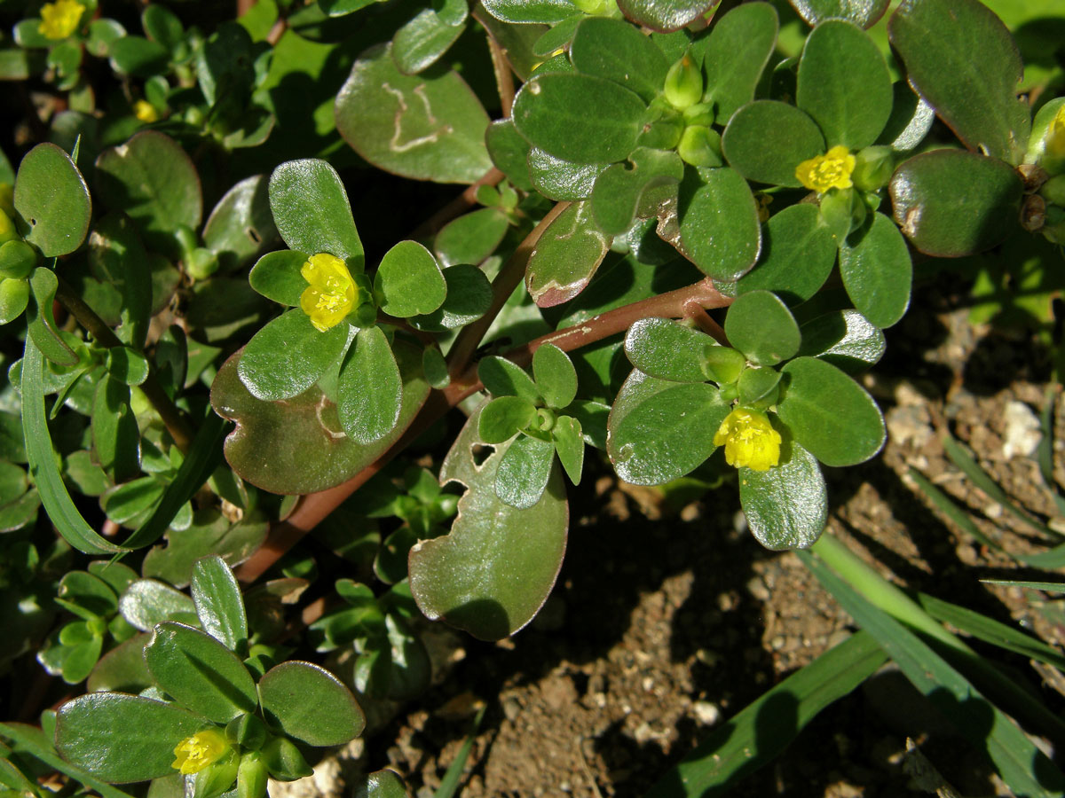 Šrucha zelná (Portulaca oleracea L.)