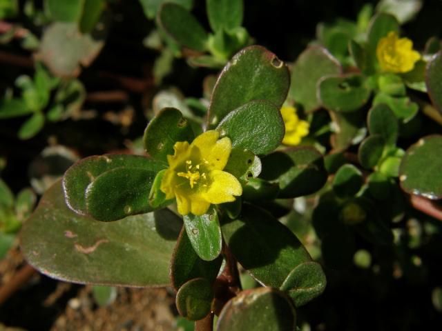 Šrucha zelná (Portulaca oleracea L.)