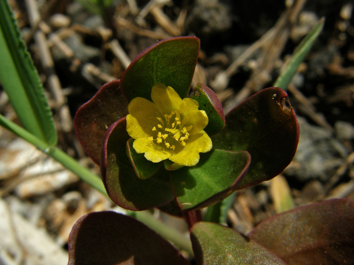 Šrucha zelná (Portulaca oleracea L.)