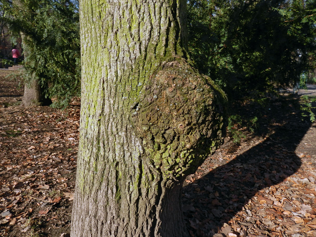 Nádor na jasanu ztepilém (Fraxinus excelsior L.) (5b)