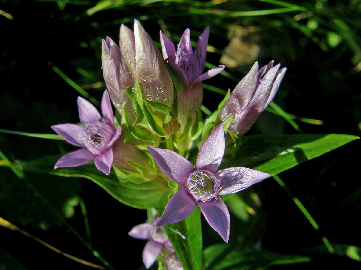 Hořeček německý (Gentianella germanica (Willd.) Boerner)