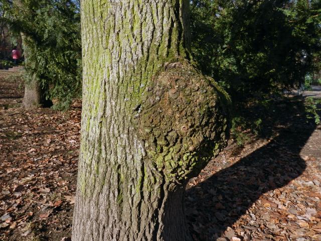 Nádor na jasanu ztepilém (Fraxinus excelsior L.) (5b)