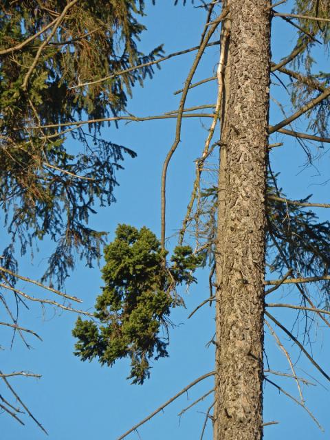 Čarověník na smrku ztepilém (Picea abies (L.) Karsten) (5a)