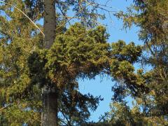 Čarověník na smrku ztepilém (Picea abies (L.) Karsten) (7b)