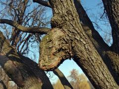 Nádor na dubu letním (Quercus robur L.) (11)
