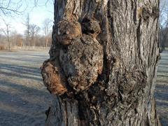 Jilm vaz (Ulmus laevis Pallas) (1a) s několika nádory na kmeni