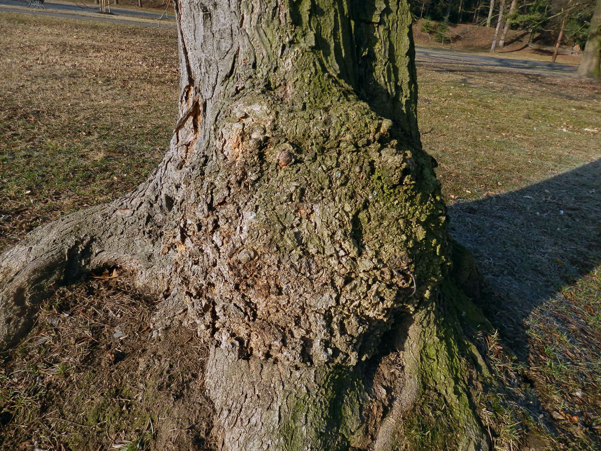 Dřezovec trojtrnný (Gleditsia triacanthos L.) (2) s velým nádorem na kmeni