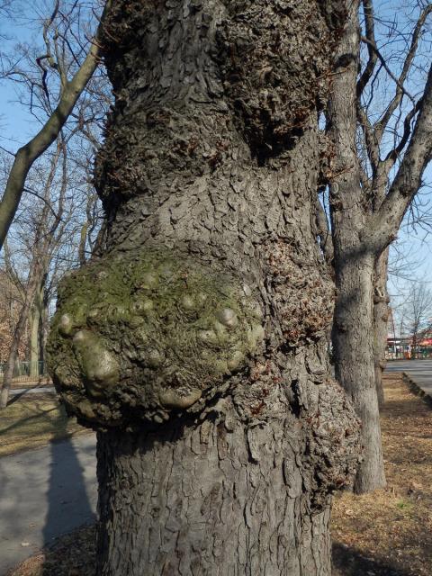 Jírovec maďal (Aesculus hippocastanum L.) (3a) s tumorem na kmeni