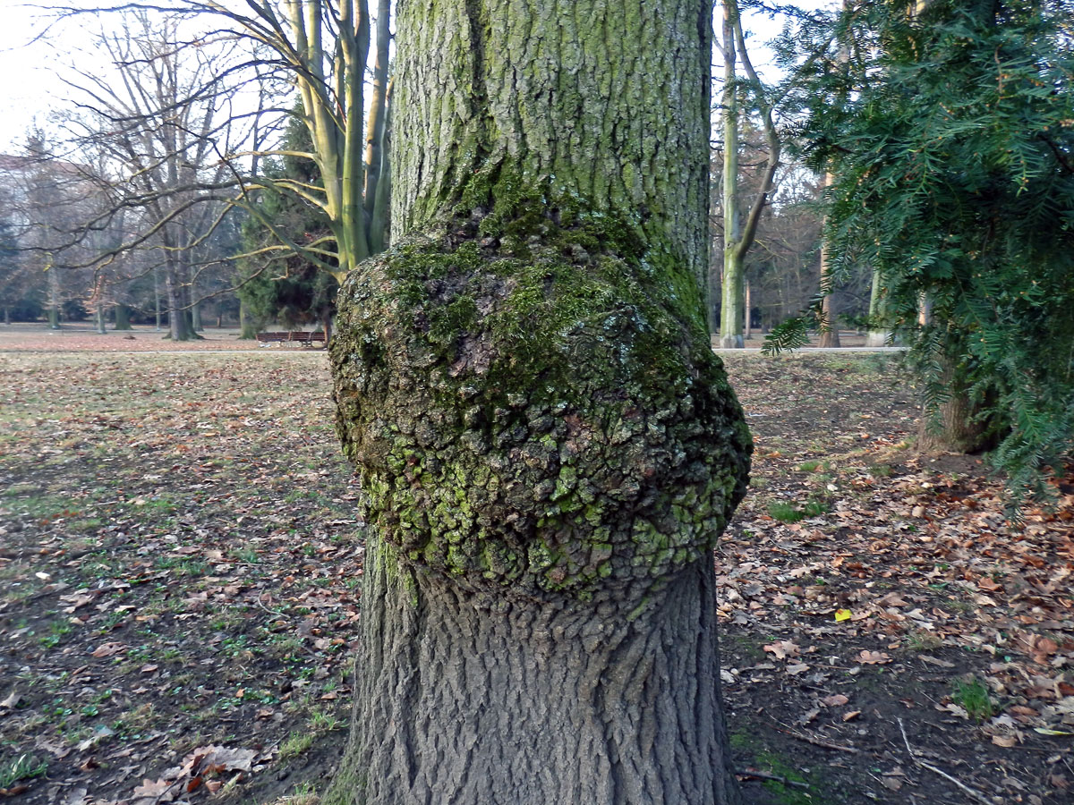 Nádor na jasanu ztepilém (Fraxinus excelsior L.) (5a)