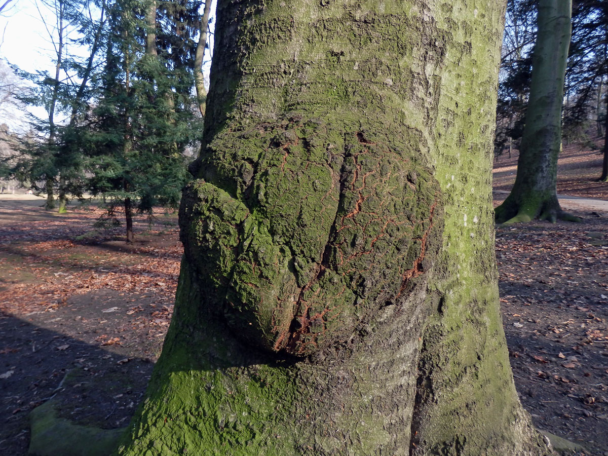 Nádor na buku lesním (Fagus sylvatica L.) (6)